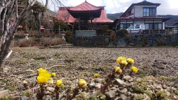 常福寺敷地内に咲く福寿草