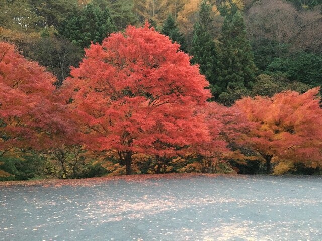 紅葉したもみじ湖周辺