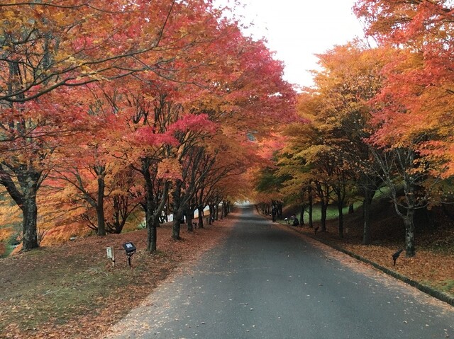 紅葉したもみじのトンネル